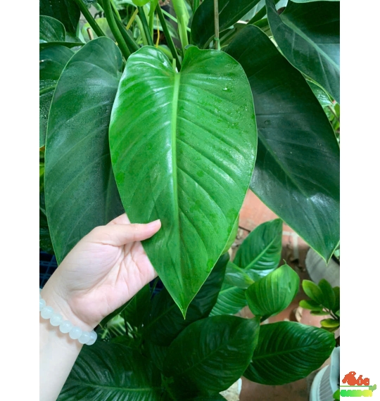 CÂY TRẦU BÀ ĐẾ VƯƠNG XANH – BIỂU TƯỢNG CỦA QUYỀN LỰC VÀ MAY MẮN
