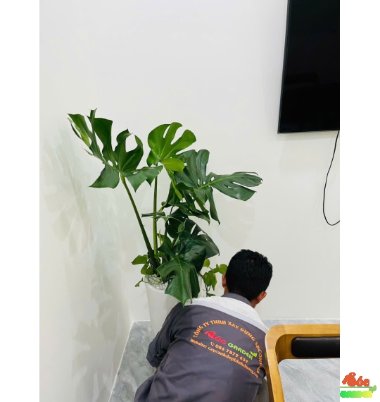 Cây Monteria - Trầu Bà Nam Mỹ: Loài cây khiến không gian trở nên sang trọng
