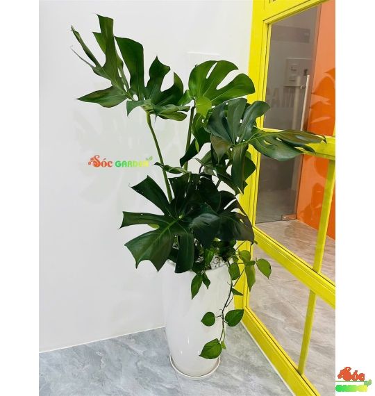 Cây Monteria - Trầu Bà Nam Mỹ: Loài cây khiến không gian trở nên sang trọng