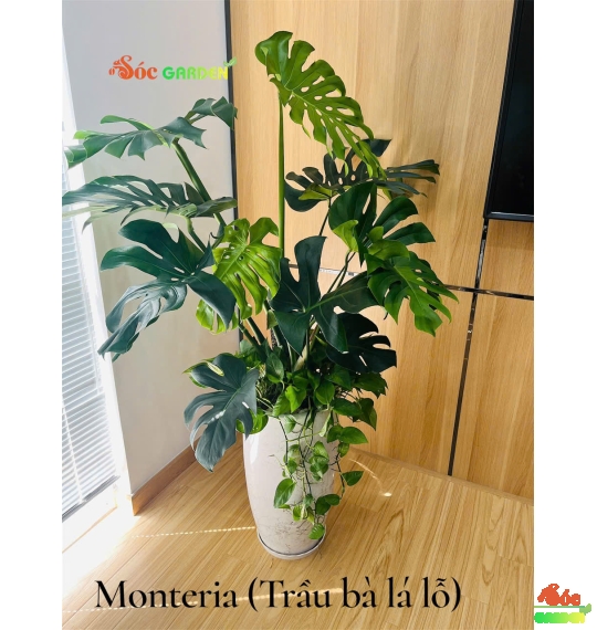 Cây Monteria - Trầu Bà Nam Mỹ: Loài cây khiến không gian trở nên sang trọng