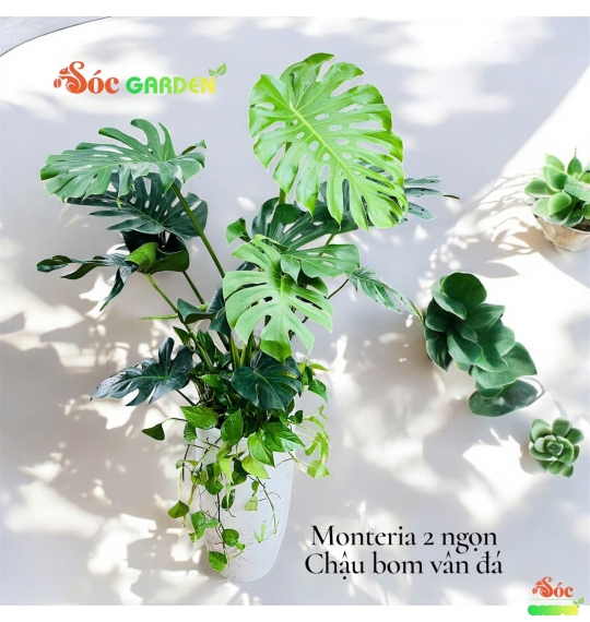 Cây Monteria - Trầu Bà Nam Mỹ: Loài cây khiến không gian trở nên sang trọng