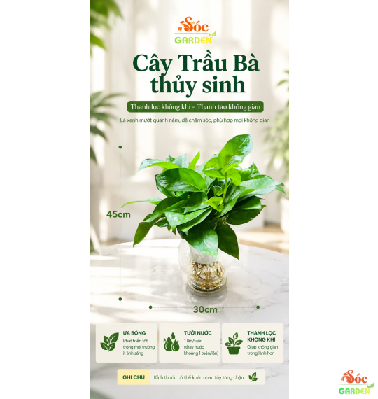 CÂY TRẦU BÀ THỦY SINH - LOẠI CÂY DỄ CHĂM SÓC 