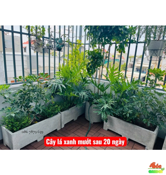 Chậu Xi Măng Đá Mài Chữ Nhật Có Chân 30x30x60 Cm