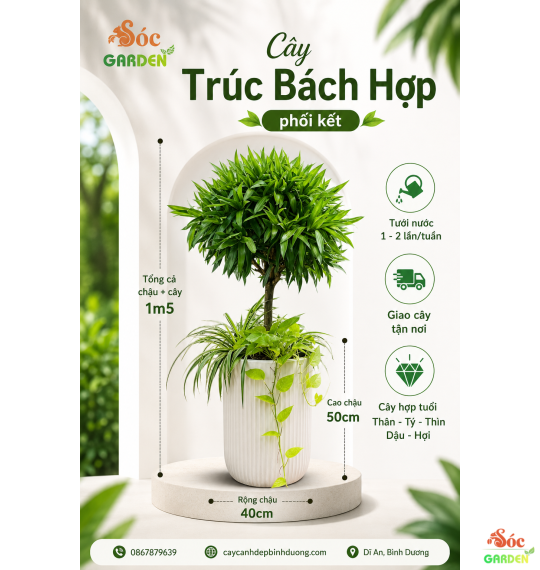 Cây Trúc Bách Hợp Phối Kết Size Đại 