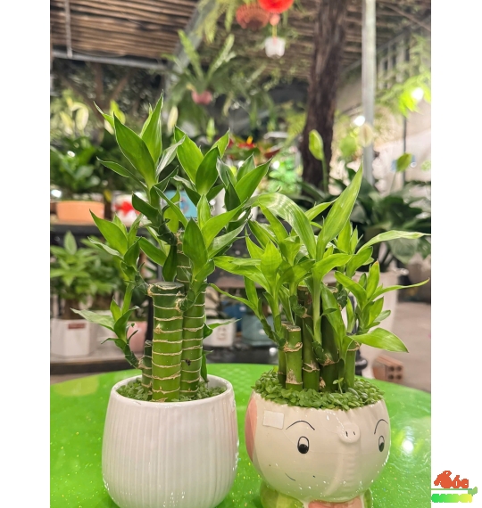 Cây Trúc Phát Tài để bàn phủ cỏ may mắn 