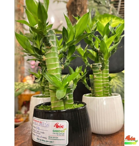 Cây Trúc Phát Tài để bàn phủ cỏ may mắn 