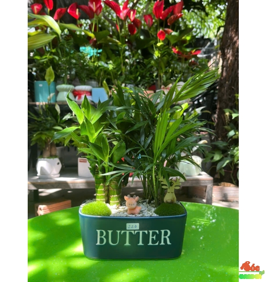 Cây Trúc Phát Tài Mix Cau Tiểu Trâm 