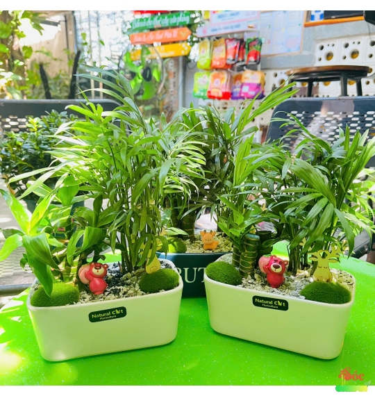 Cây Trúc Phát Tài Mix Cau Tiểu Trâm 