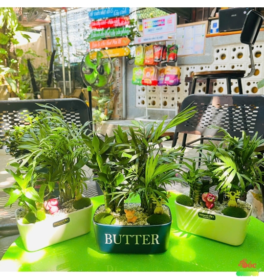 Cây Trúc Phát Tài Mix Cau Tiểu Trâm 