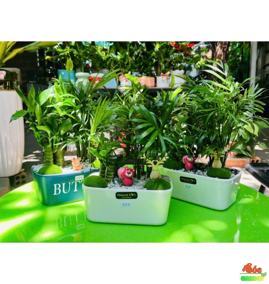 Cây Trúc Phát Tài Mix Cau Tiểu Trâm 