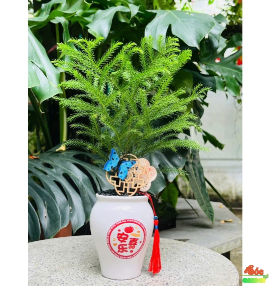 Cây Tùng Lá Kim – Biểu tượng bền vững và thanh lọc không gian sống