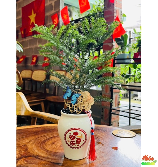 Cây Tùng Lá Kim – Biểu tượng bền vững và thanh lọc không gian sống
