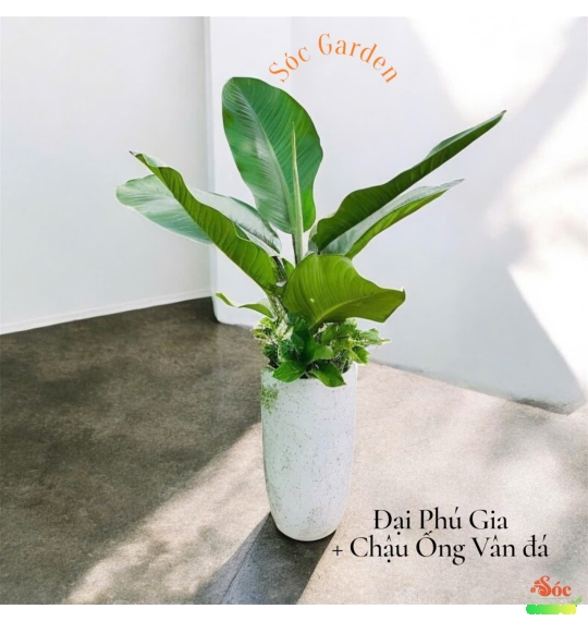 CÂY ĐẠI PHÚ GIA – loại cây sống tốt khi trồng trong văn phòng