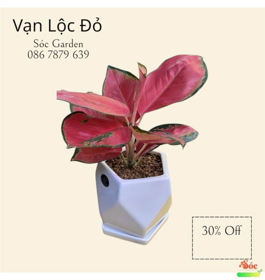 Cây Vạn Lộc Để Bàn: Cây Cảnh Phong Thủy Thu Hút Tài Lộc và May Mắn