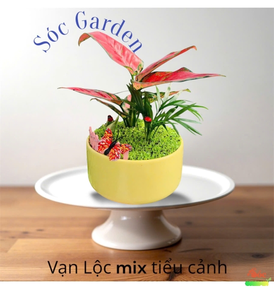 Cây Vạn Lộc Thái Để Bàn: Cây Cảnh Phong Thủy Thu Hút Tài Lộc và May Mắn