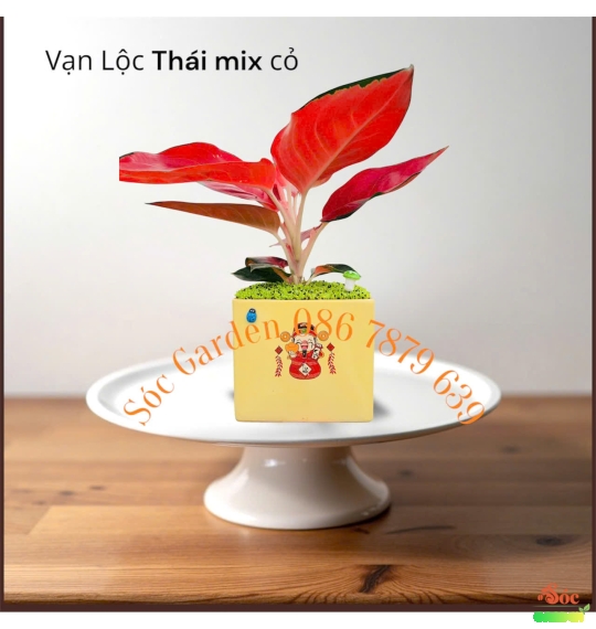 Cây Vạn Lộc Thái Để Bàn: Cây Cảnh Phong Thủy Thu Hút Tài Lộc và May Mắn