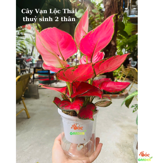 Cây Vạn Lộc Thái Thuỷ Sinh 2 Thân Để Bàn-Sắc Màu May Mắn, Không Gian Tươi Sáng
