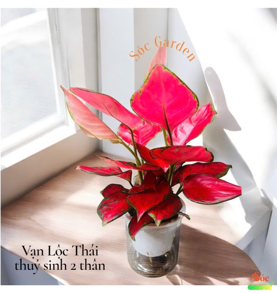 Cây Vạn Lộc Thái Thuỷ Sinh 2 Thân Để Bàn-Sắc Màu May Mắn, Không Gian Tươi Sáng