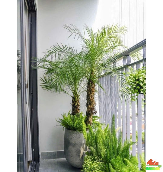 Cây Chà Là - Cau Nga My: Biểu Tượng Của Sự Sang Trọng và Tài Lộc