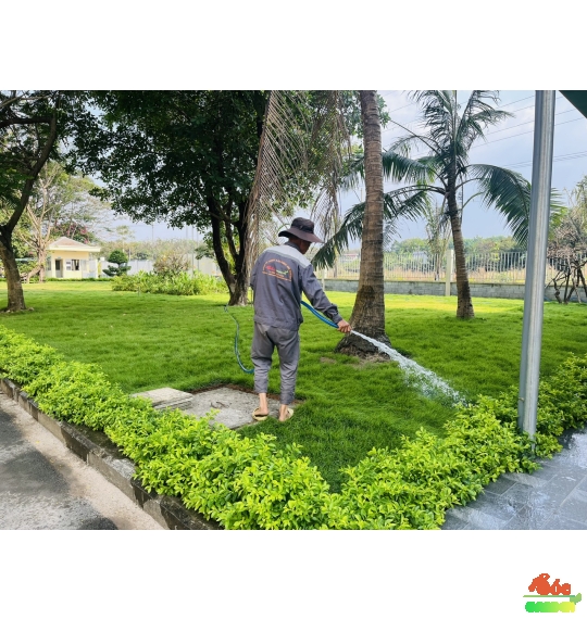 Cỏ Nhung Nhật Giá Rẻ Cho Công Trình