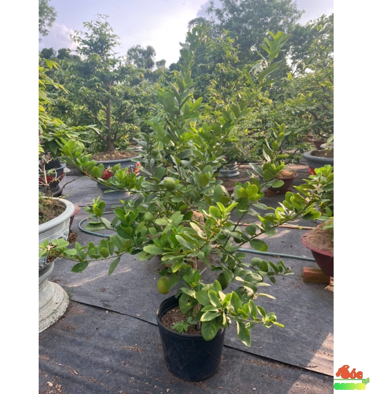 Cây Chanh Vàng Mỹ Trồng Ban Công Hay Sân Vườn Nắng
