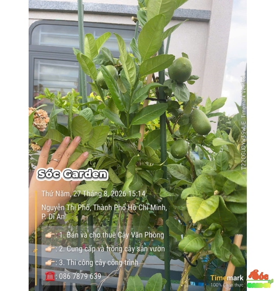 Cây Chanh Ấn Độ Trái To Ra Quanh Năm