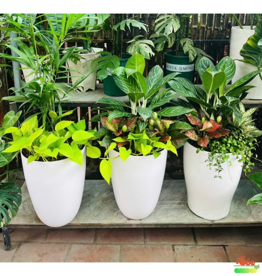 Chậu nhựa ống trắng Chân ly cao cấp 34,5x47 cm