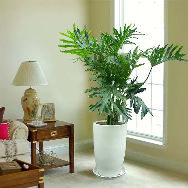 Cây Trầu Bà Thanh Xuân - Trầu Bà Lá Sẻ: Tươi Mát Không Gian, May Mắn Đầy Nhà