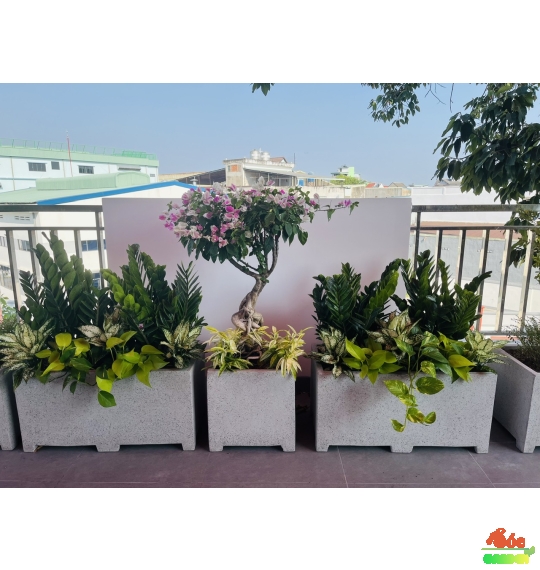 Chậu Xi Măng Đá Mài Chữ Nhật Có Chân 30x30x80 Cm
