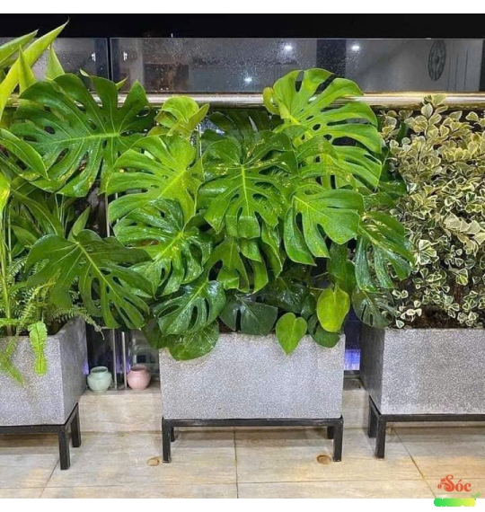 Chậu Xi Măng Đá Mài Vuông Có Chân 40cmx40cm – Sự Lựa Chọn Hoàn Hảo Cho Thoát Nước
