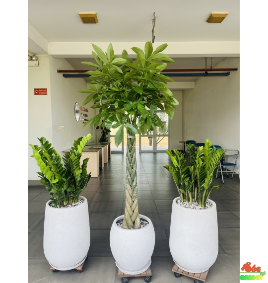 Chậu Xi Măng Đá Mài Giọt Nước 46x56