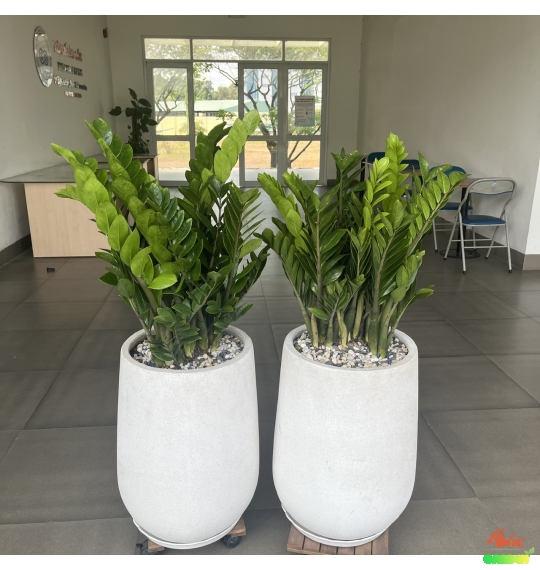 Chậu Xi Măng Đá Mài Giọt Nước 46x56