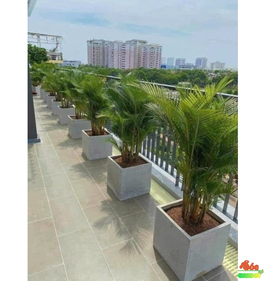 Chậu Xi Măng Đá Mài Vuông Có Chân 50x50 cm