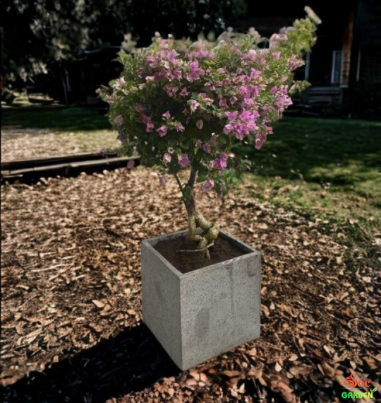 Chậu Xi Măng Đá Mài Vuông Có Chân 60x60 cm