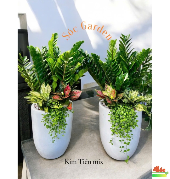 Chậu sứ ống trắng cao bộ 3 cái