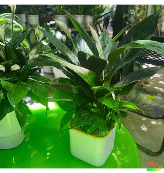 Cây Lan Ý Thủy Sinh Chậu Nhựa Vẻ Đẹp Hiện Đại