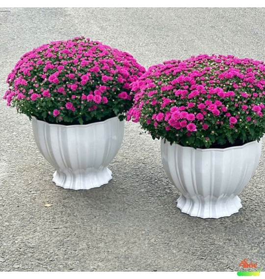 Chậu Nhựa Lồng Đèn 330x260x230 Cm