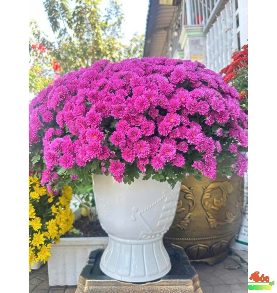 Chậu Nhựa Lồng Đèn 330x260x230 Cm