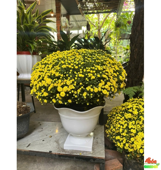 Chậu Ly Chân Vuông Bèo 350x300x180 Cm