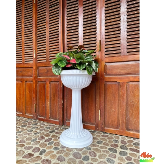 Chậu Ly Lớn Trung 450x600 Cm