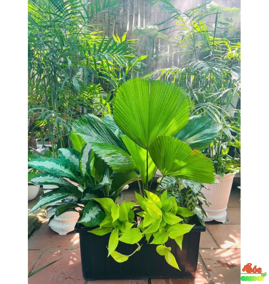 Chậu nhựa chữ nhật 64x26x30 cm 