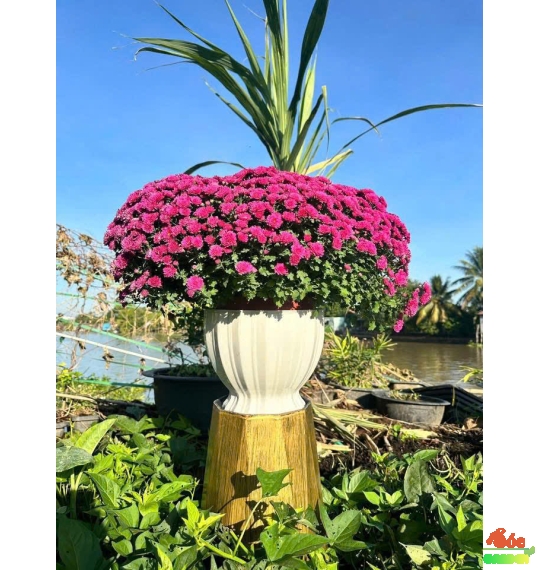 Chậu Nhựa Lồng Đèn 330x260x230 Cm