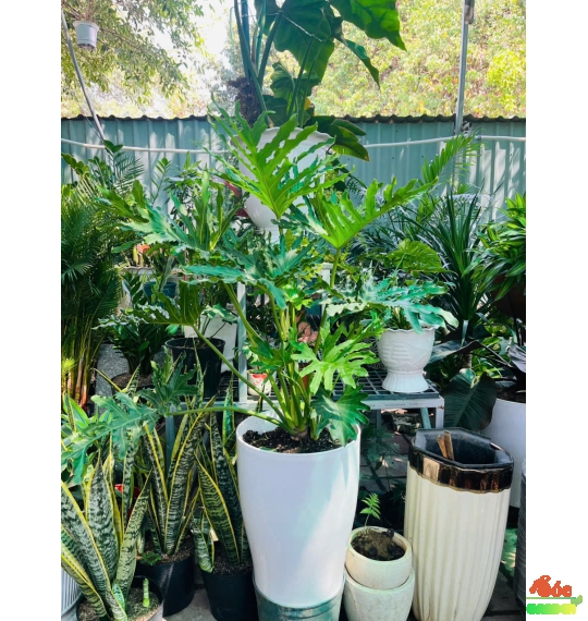 Chậu nhựa ống trắng Chân ly cao cấp 34,5x47 cm