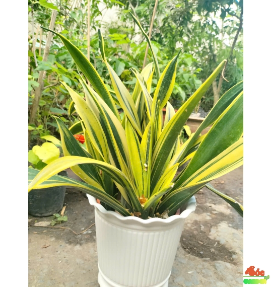 Chậu nhựa ba chân có sọc 