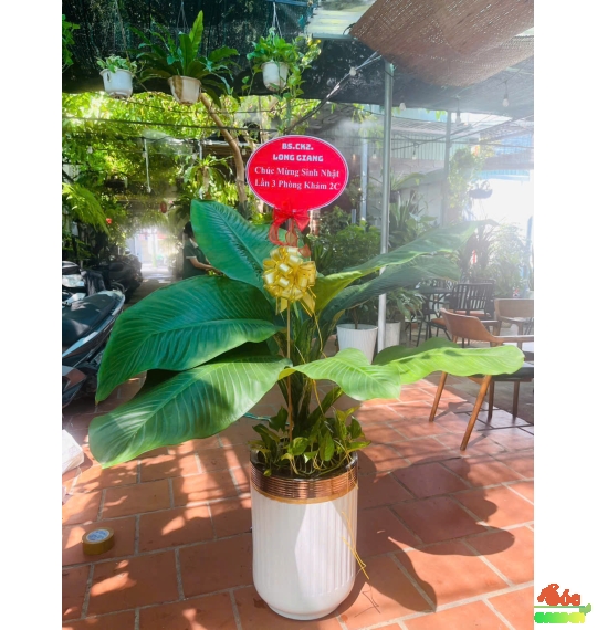 Chậu ống sứ trắng lùn bộ 2 