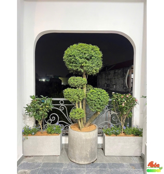 Chậu Xi Măng Đá Mài Chữ Nhật 100x40x40 Cm 