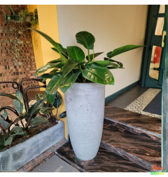 Chậu Xi Măng Đá Mài Đầu Đạn 37x54 cm