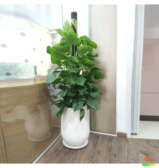 Chậu Xi Măng Đá Mài Giọt Nước Lùn 35x30 