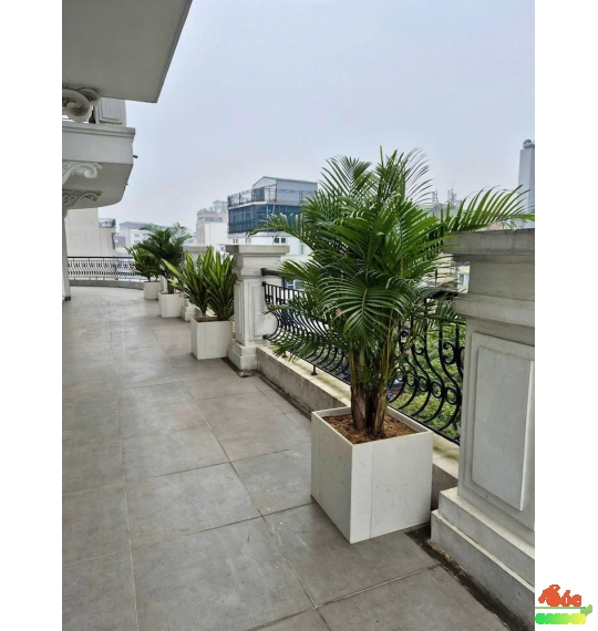 Chậu Xi Măng Đá Mài Vuông 50cmx50cm