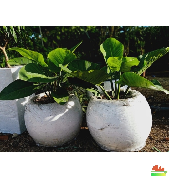 Chậu xi măng đá mài trái banh 35x31 cm